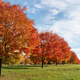 Illustration for article titled 2019-10-20 Looking for Fall Colours Around Downtown Kingston